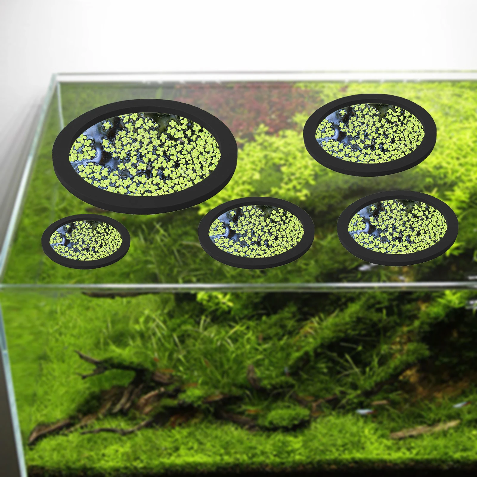 5 ชิ้น EVA ปลา Feeding แหวน Aq - Ocean Aquarium บทวิจารณ์และราคา